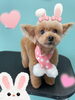 「お友達♡ Dog salon mofu mofu 余市町」
