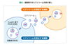 エクソソーム「エクソソーム再生医療」