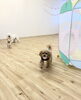 Ｇroくん米ちゃんぱんちゃん　ボール追いかけっこ中「ましゅまろ幼稚園　（＾ν＾）」