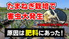 「【玉葱全滅か？】栽培途中に謎の枯れ症状が多発して大変な事になりました！　タネのハシモト」
