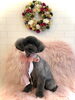 あんずちゃん「Happy New Year」