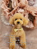 「1月～2月の定休日★可愛くカット★新潟市トリミングサロン♪★HappyTail」