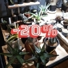 植物全商品20％OFFまだまだいいのあります！ アガベ パキポディウム グラキリス マカイエンセ 多肉 恵比寿笑い 八王子 植物 観葉植物 サボテン  さぼてん 鉢植え コーデックス 塊根 塊根植物 | 802SKY STATIONのニュース | まいぷれ[八王子市]