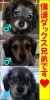 「仔犬がいっぱい！パート１」