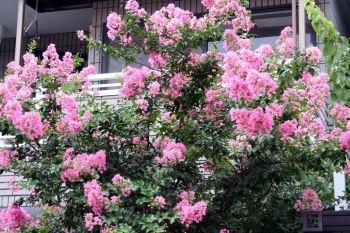 会場近くの路地で、真夏の今を盛りと咲き誇るサルスベリの花。