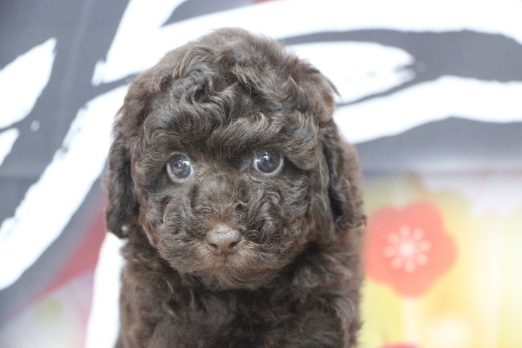 トイプードルブラウンの子犬メス(紫)、生後7週間。千葉県鎌ヶ谷市船橋