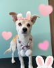 「お友達♡ Dog salon mofu mofu 余市町」