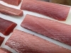 日本海の生本まぐろ!!「生本まぐろ入荷！！」