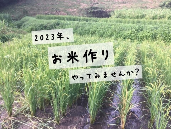 「＼まんがら体験農園／ 2023年、お米作りやってみませんか？」