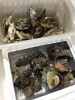 「魚魚市場鮮魚コーナーおすすめは「のどぐろ」「殻付き牡蠣とサザエのセット」です♪」