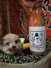 看板犬の小鉄「氷見の寒ぶり」