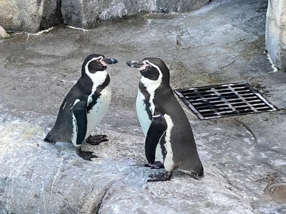 距離が縮まり始めた頃のシンジ♂とコエ♀「ペンギン広場の恋模様」