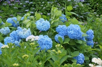 青は大きい花をつけています