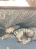 看板犬の小鉄（チワマル）です。「看板犬」