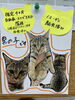 「子猫里親さん決まりました」