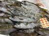 「魚魚お市場鮮魚コーナーおすすめは「クロムツ」です♪」