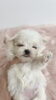マルチーズbabyちゃん「 まるこ 」♡「わんこと暮らす♡」
