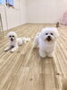 楽しいねっ♡理玖くんとぱんちゃん「ましゅまろ幼稚園　パートⅢ」