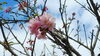 鹿児島県沖永良部島の桜「♡沖永良部島〜桜の知らせ♡」