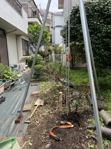 チェーンブロック作業「植木を抜いてフェンスなどのメンテナンス要らずに。横浜磯子区、金沢区、造園、植木、ガーデニングのご相談は庭一。」