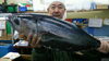メジ（本マグロの若魚）「壱岐のメジ」