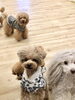 私をみつめる瞳♡ 笑「ましゅまろ幼稚園　Ⅴ」