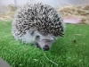 「ヨツユビハリネズミのむぎちゃ」