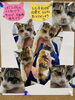 「里親さん募集の猫ちゃん」