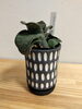 ガステリア「まいぷれ見たで２０パーセントOFF　植物全商品」