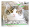 保護猫のダイくん「✿里親飼主募集！保護猫のご案内✿ 譲渡会/犬猫譲渡会/子猫/仔猫/狭山湖動物霊園/ダイくん」