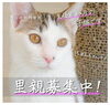 保護猫のちゅんちゃん「✿里親飼主募集！保護猫のご案内✿ 譲渡会/犬猫譲渡会/子猫/仔猫/狭山湖動物霊園/ちゅんちゃん」