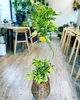 「観葉植物入荷しました」