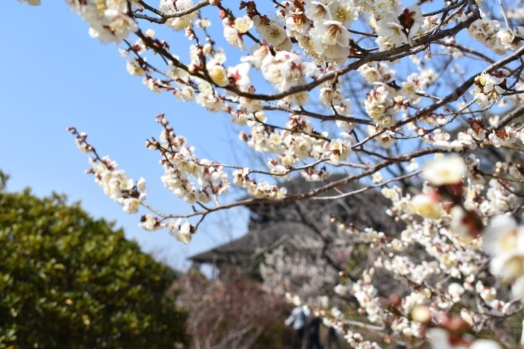 水戸の梅もほころび始めました「【水戸】今年の梅まつりは2月11日からです！【梅まつり】」