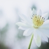 玉泉院の供花・弔文はこちらから