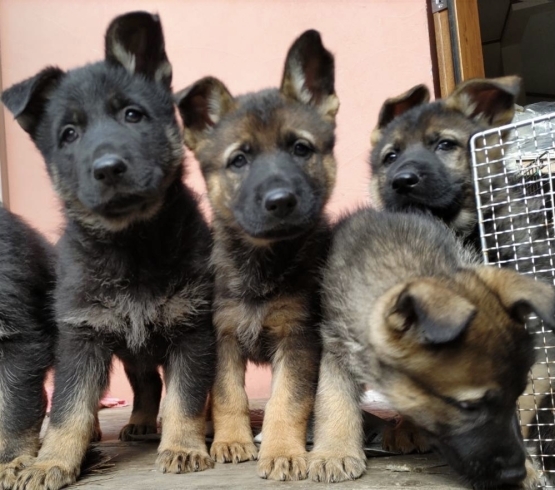 「シェパードの子犬が産まれました！」