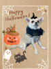 「Dog salon mofu mofu　余市町」