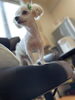 勇ましボーちゃん☺️「ふらっとの癒し犬✨ボーちゃん✨トリミングへ」