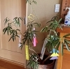 「七夕🎋」