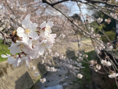 姥川にせり出すように咲いている桜