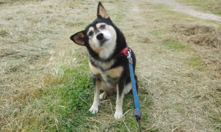 犬「【今日のカワイ子ちゃん】【スタッフのペット紹介】【2021年冬の旅行　少人数貸し切りツアーは『たま研』にお任せ！家族　癒し　巡り　ツアー　関東　埼玉　東京　ペット】」