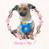 「Dog salon mofu mofu　余市町」