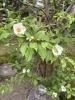 「ナツツバキが見頃です」