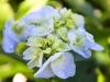 グリーンから薄い青にグラデーションしている華やかなアジサイも