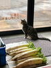 「手にしっぽを載せるクルミ・大根と猫たち」