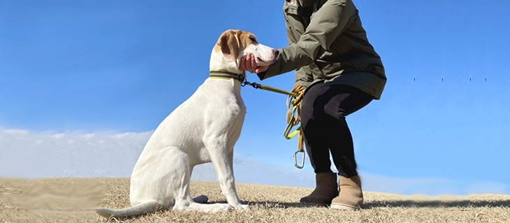 松山市の 犬のしつけ教室 おすすめ6選 預けて安心な学べる教室 ペット情報まとめ 松山 伊予 東温 松前 砥部 まいぷれ 松山 伊予 東温 松前 砥部 松山市の 犬のしつけ教室 おすすめ6選 預けて安心な学べる教室 ペット情報まとめ 松山 伊予 東温 松前 砥部 まいぷれ 松山 伊予 東温 松前 砥部