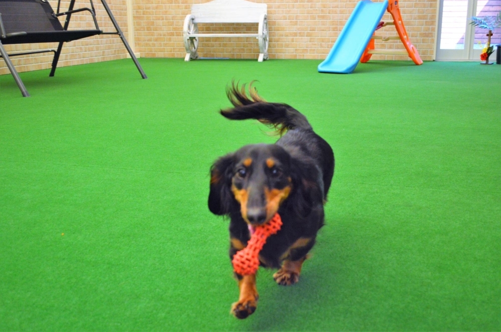 屋内型ドックラン カフェテラスオレンジ 体験レポート 体験レポートまとめ まいぷれ 尾道市