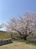 神崎梅園入り口「桜🌸桜🌸桜🌸」