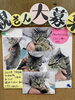 「猫ちゃん里親さん募集のお知らせ」