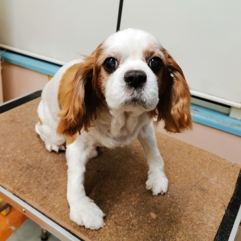 「【☆★今日のわんこより★☆】豊平区月寒東のトリミングショップ【犬の床屋さんちゃいるどっく】信頼のクオリティを提供！安い価格設定！人気のオプション歯みがき、炭酸泉浴など！ご自宅では難しい爪切りもお任せください！予約制で夜間営業も！」