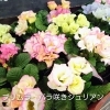 「[はなやHOK皆生店]季節の鉢花、ポット苗！」
